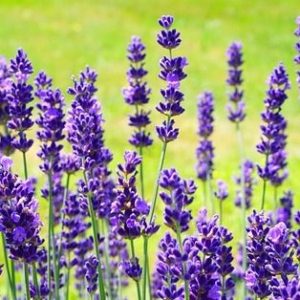 Lavander